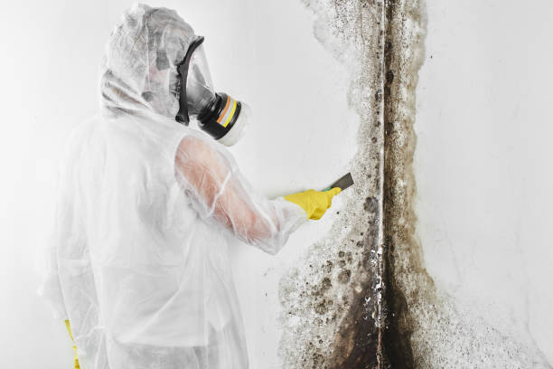 Mold Removal Process in Elmwood Park, IL