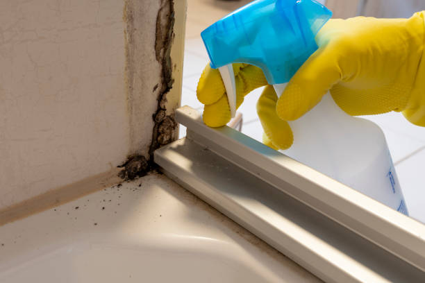 Mold Removal and Inspection in Elmwood Park, IL