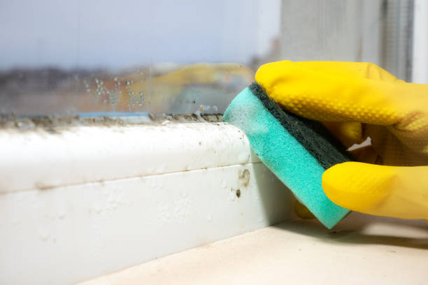 Best Certified Mold Removal  in Elmwood Park, IL