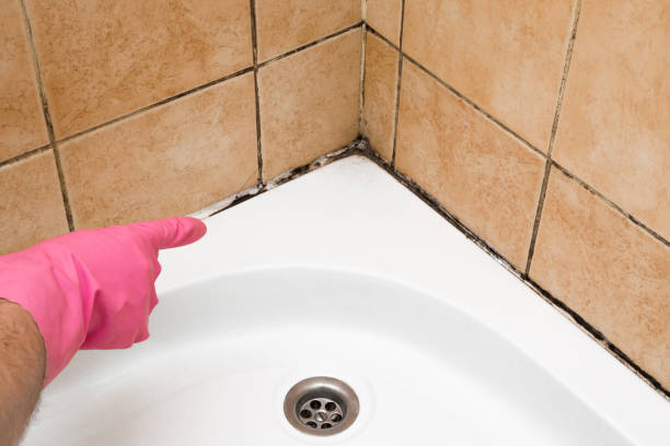 Crawl Space Mold Removal in Elmwood Park, IL